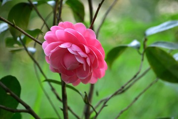 植物 (71)