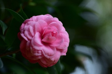 植物 (88)
