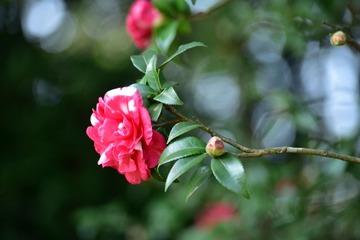 植物 (92)