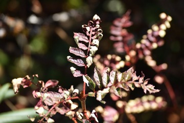 DSC_0344_00187