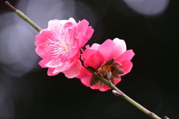 锐
