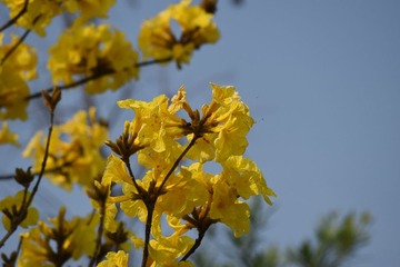 DS (4)