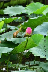 绿荷红菡萏