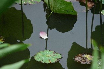 DSC_0384_00058