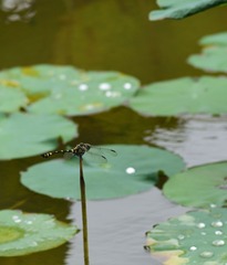 憩池