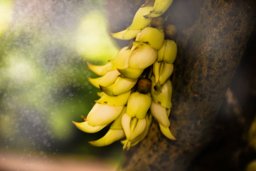 禾雀花
