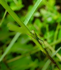静