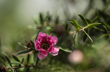 长在高山的花