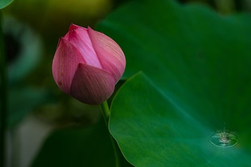 水滴