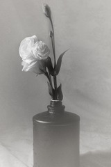 桔梗花