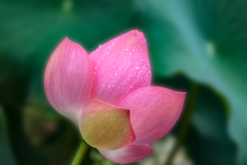 一枝独秀