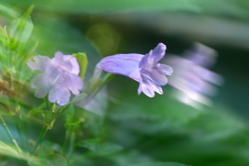 风中摇曳