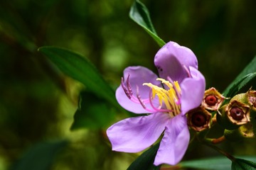 紫花夹竹桃