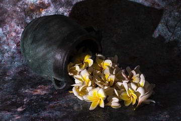 鸡蛋花