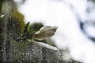 窗外雨濛濛