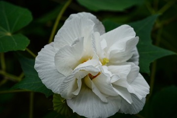 木芙蓉