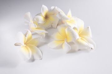 鸡蛋花