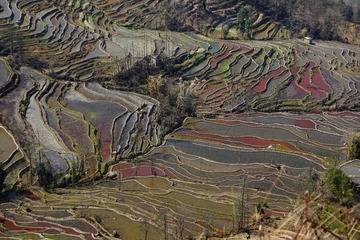 元阳梯田 (5)