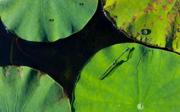 IMG_9288-2