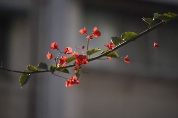 美上枝头