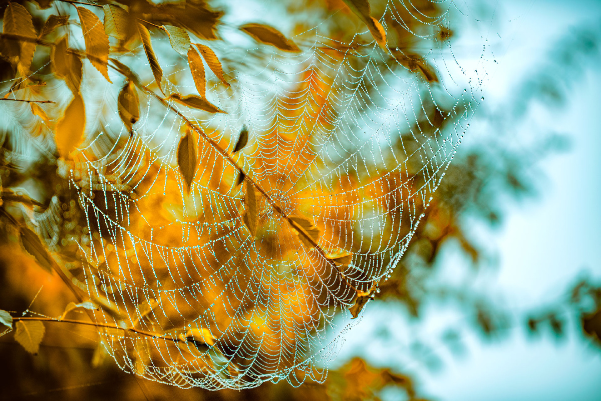 蜘蛛网 - 定格美老李 - 图虫