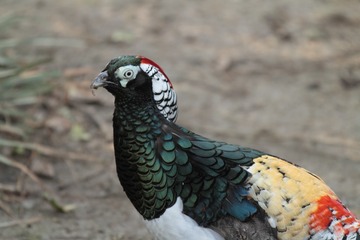 IMG_2911IMG2839
