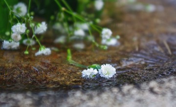 IMGP2495__
