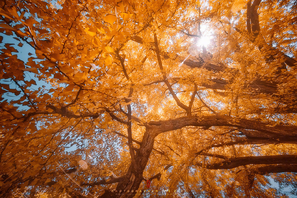 千年银杏树这棵比筑城历史还早250年的古树位于江苏省南通市九华镇