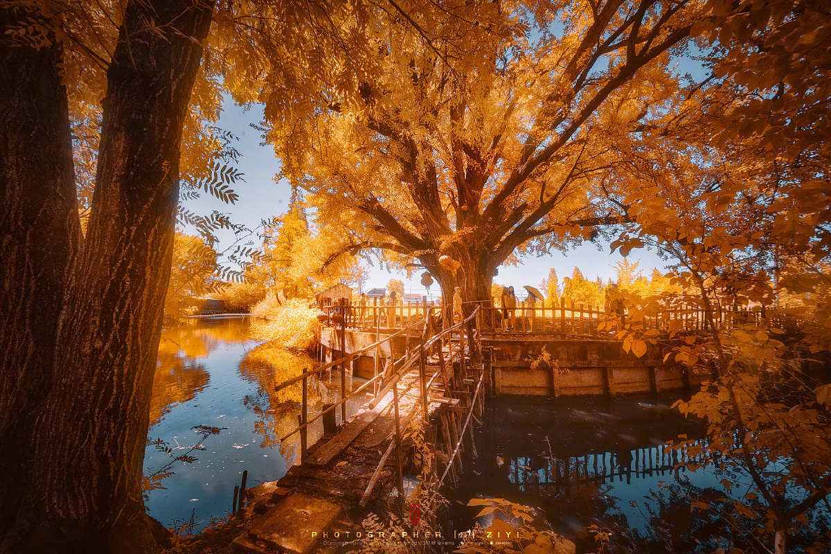 千年银杏树这棵比筑城历史还早250年的古树位于江苏省南通市九华镇