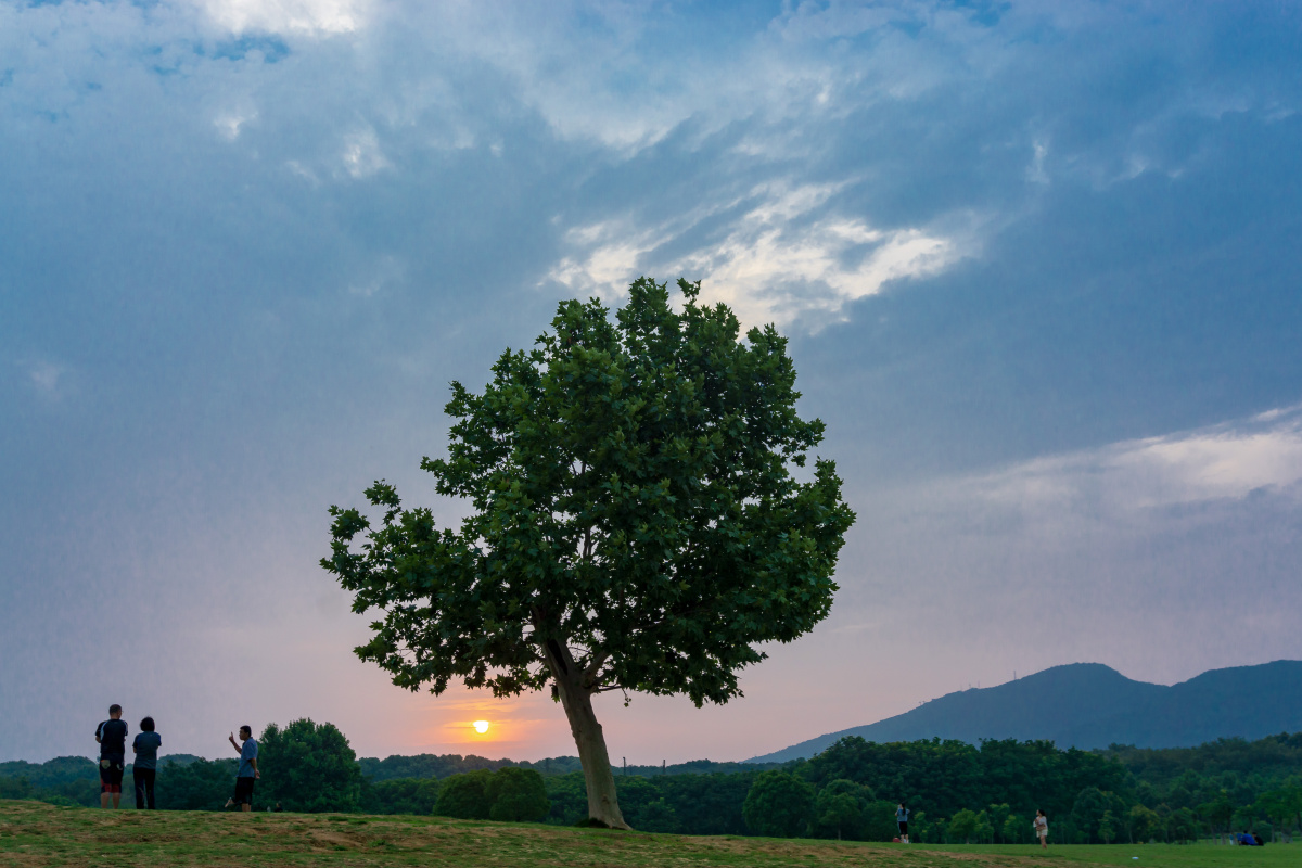 南京钟山体育公园孤独的网红树