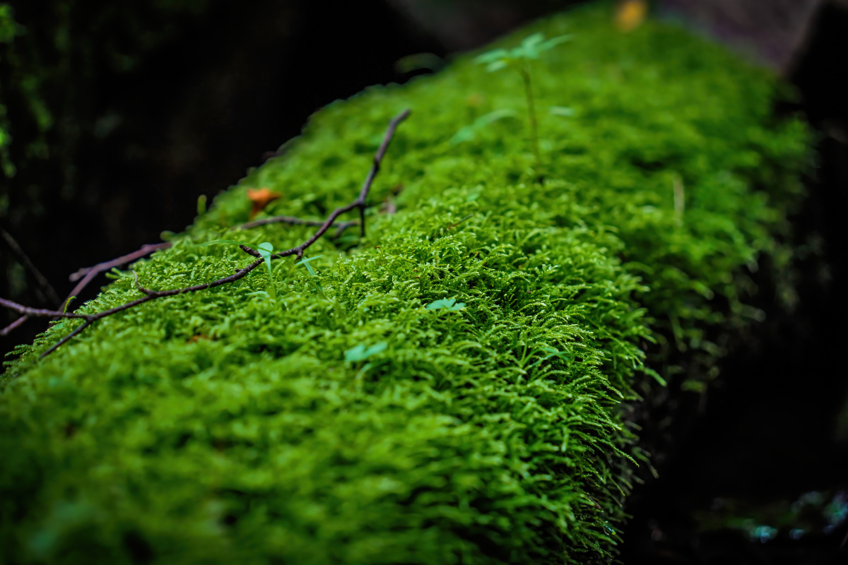 微距下的苔藓 苔藓 莫斯