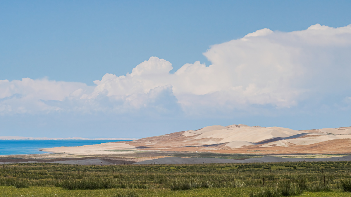 青海湖的野牛和沙漠