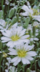 1133466