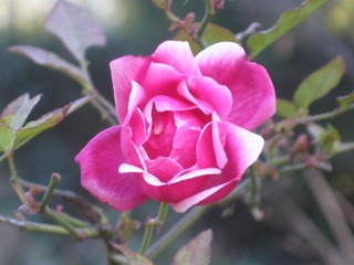 2006131225130