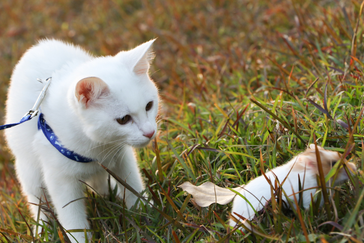 猫鼠
