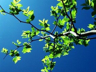 不知道是啥||其时还没学过植物