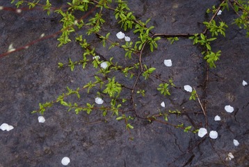 芳菲雨