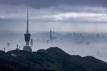 梧桐水墨画图中
