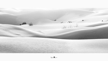 沙洲似雪寒枝尽