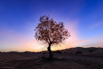 大漠胡杨，古道苍凉