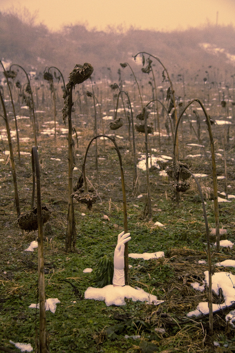 现在我们有了"雾霾",水质污染等等,生物们开始挣扎,伴随着冬季植物的