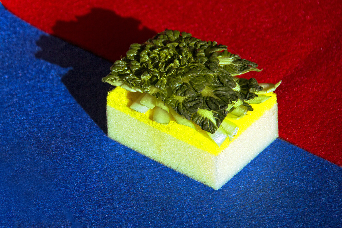 这是一个蔬菜派对,不同的蔬菜有不一样的肌理,不一样的细节特征,有不