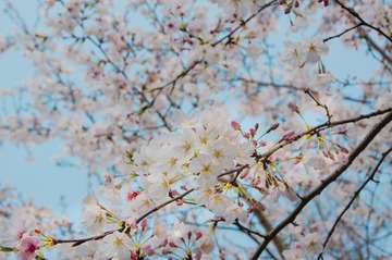 樱花