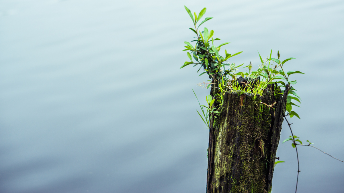 水中的木桩,竟然神奇地长出了绿草,那绿草那么富有生机,显示出生命的