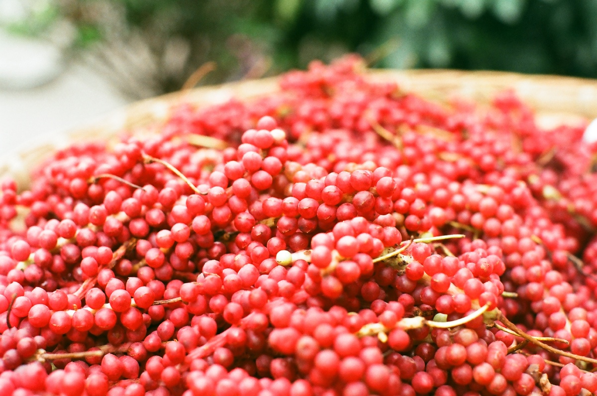 胶片拍摄去九寨沟的路上