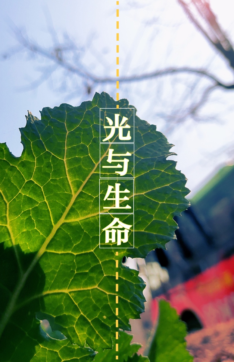 向着光的方向生长向着生命最闪亮的地方进发