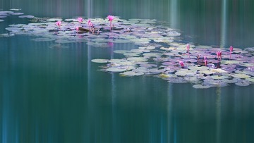 睡莲