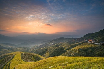 又是金秋稻花香