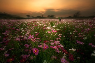 格桑花