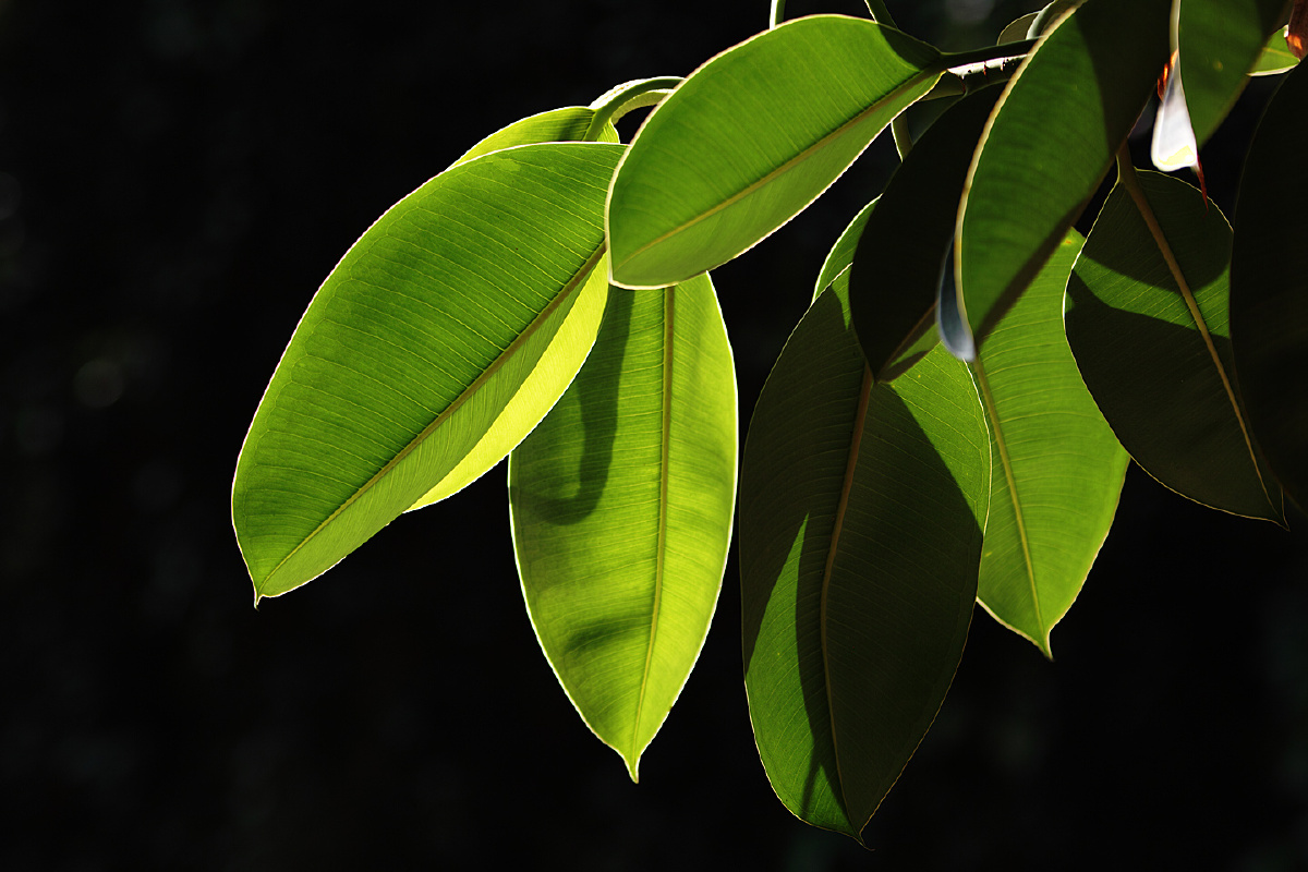 老片子 - 静物 - 花工 - 图虫摄影网